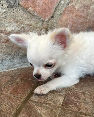 Chihuahua maschietto