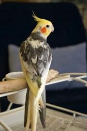 Calopsitta lutino allevata a mano