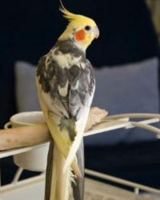 Calopsitta lutino allevata a mano