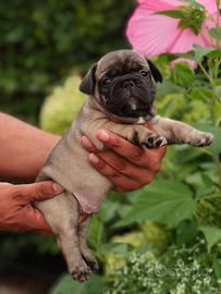 Cuccioli Bulldog Francese. Pedigree Enci