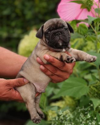 Cuccioli Bulldog Francese. Pedigree Enci