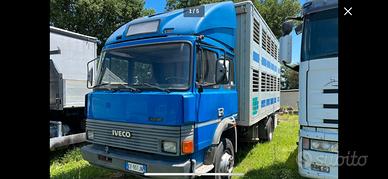 Iveco 145 trasporto animali vivi