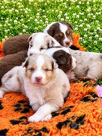 Cuccioli pastore australiano, Red e Red Merle