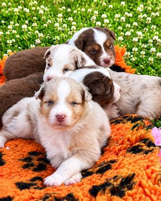 Cuccioli pastore australiano, Red e Red Merle