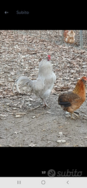 Galli Araucana