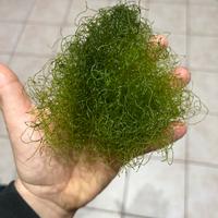 Alga Chaetomorpha Acquario Marino Refugium