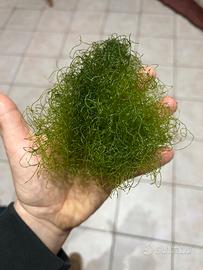 Alga Chaetomorpha Acquario Marino Refugium