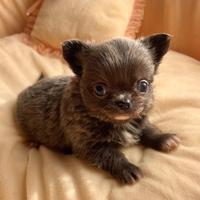 Chihuahua cucciola femmina blu pelo lungo