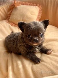 Chihuahua cucciola femmina blu pelo lungo