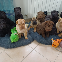 Cuccioli sharpei