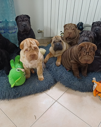 Cuccioli sharpei