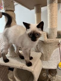 Ultimo gattino maschio Siamese Thai Seal Point