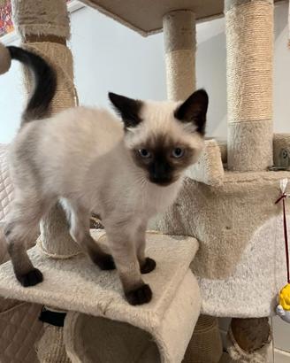 Ultimo gattino maschio Siamese Thai Seal Point