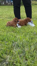 Senior mini mini toy