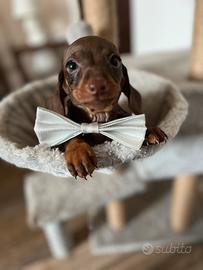 Cuccioli di bassotto