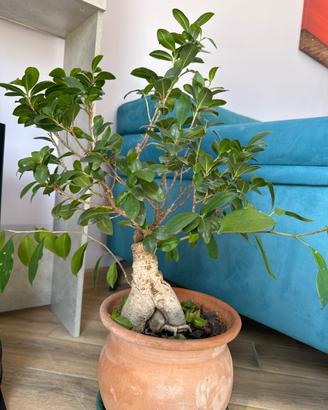 Piante da interno