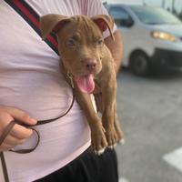 Pitbull Red Nose