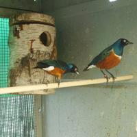 Coppia storno superbo