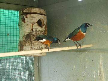 Coppia storno superbo