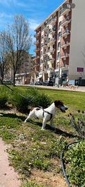 Jack Russell per accoppiamento