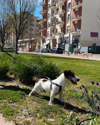 Jack Russell per accoppiamento