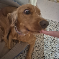 Cocker Spaniel 1 anno