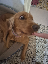 Cocker Spaniel 1 anno