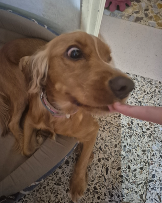 Cocker Spaniel 1 anno