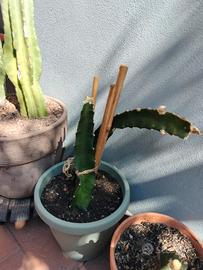 pianta pitaya rossa