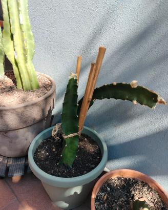 pianta pitaya rossa