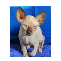 Gattino nudo con pedigree Sphynx/ ELF