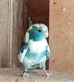 Kakariki giovani