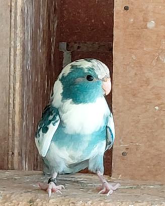 Kakariki giovani