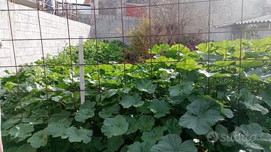 Terreno di 70 mq. edificabile