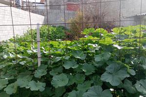 Terreno di 70 mq. edificabile