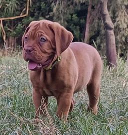 Cuccioli Dogue de Bordeaux 