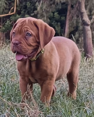 Cuccioli Dogue de Bordeaux 