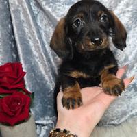 Bassotto pelo ruvido