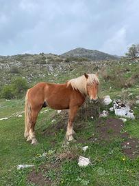 Cavallo maschio 3 anni