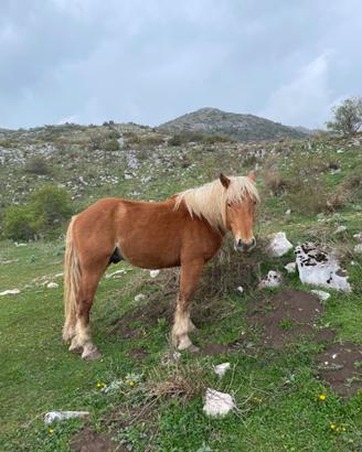 Cavallo maschio 3 anni