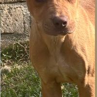 Cuccioli di Pitbull alta genealogia