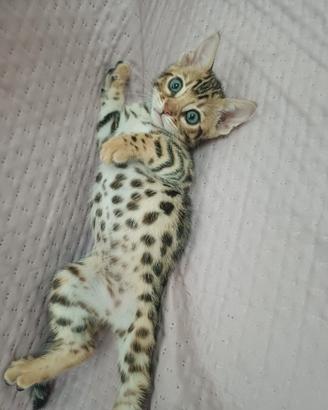 Gatto del bengala