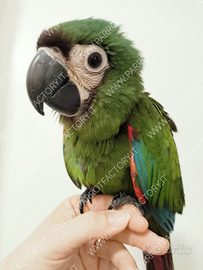 Ara Severa allevato a mano