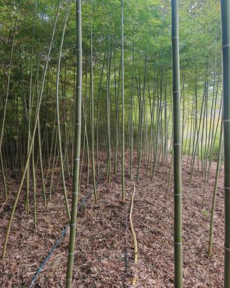canne di Bamboo 