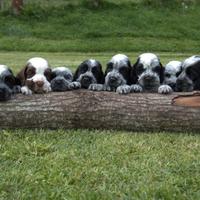 Cuccioli cocker spaniel inglese con PEDIGREE