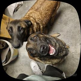 Malinois di 3 anni 