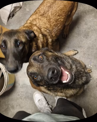 Malinois di 3 anni 