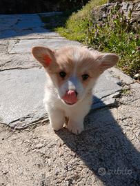Welsh corgi Pembroke