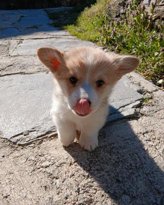 Welsh corgi Pembroke