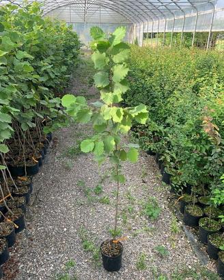 PIANTA  DI    DI  NOCCIOLO 